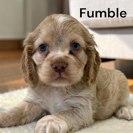 puppy, for, sale, Cocker Spaniel, Joe & Cherri  Overlease, dog, breeder, Miller, MO, dog-breeder, puppy-for-sale, forsale, nearby, find, puppyfind, locator, puppylocator, aca